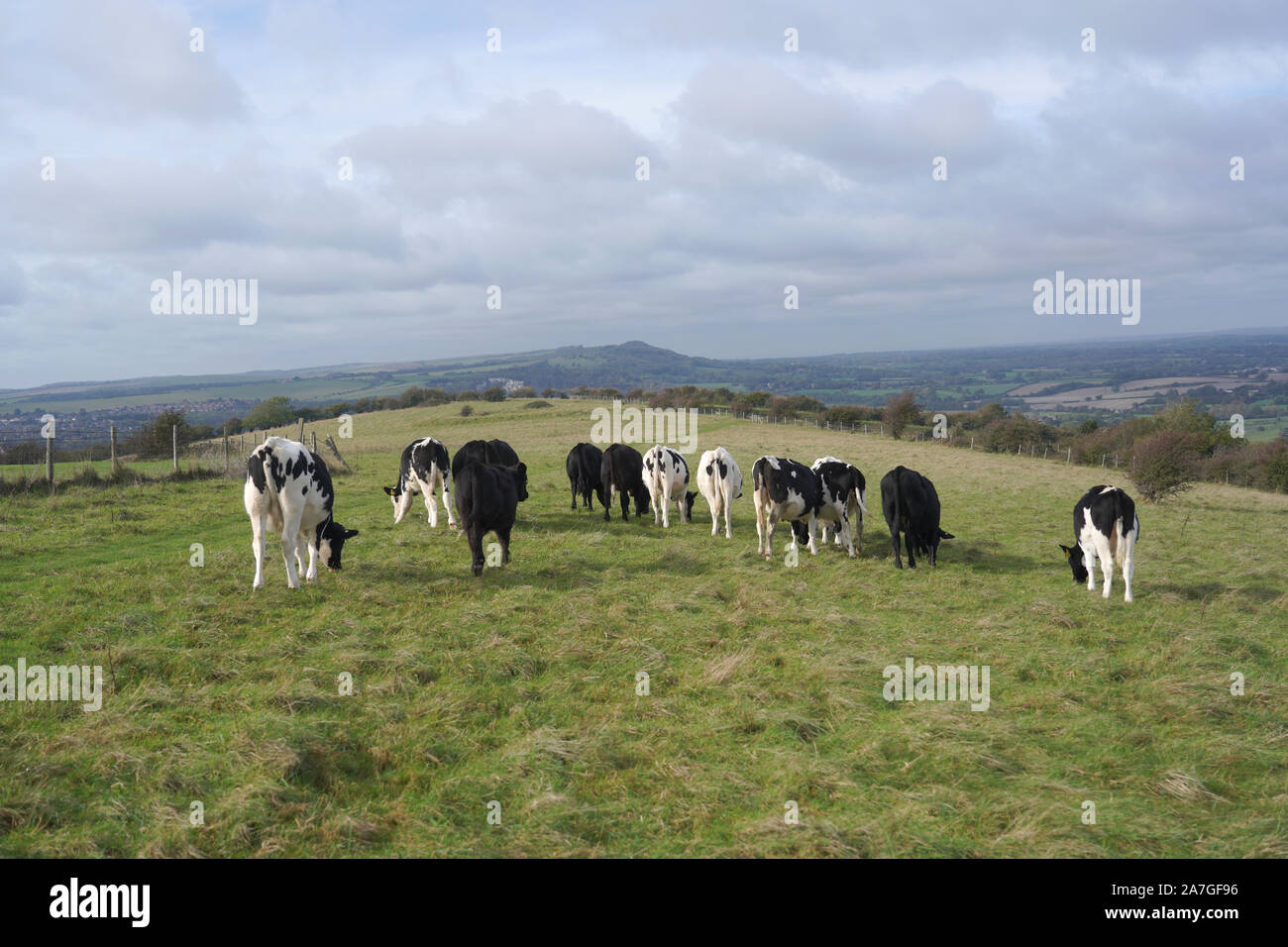 Black and white cows on a field Stock Photo - Alamy