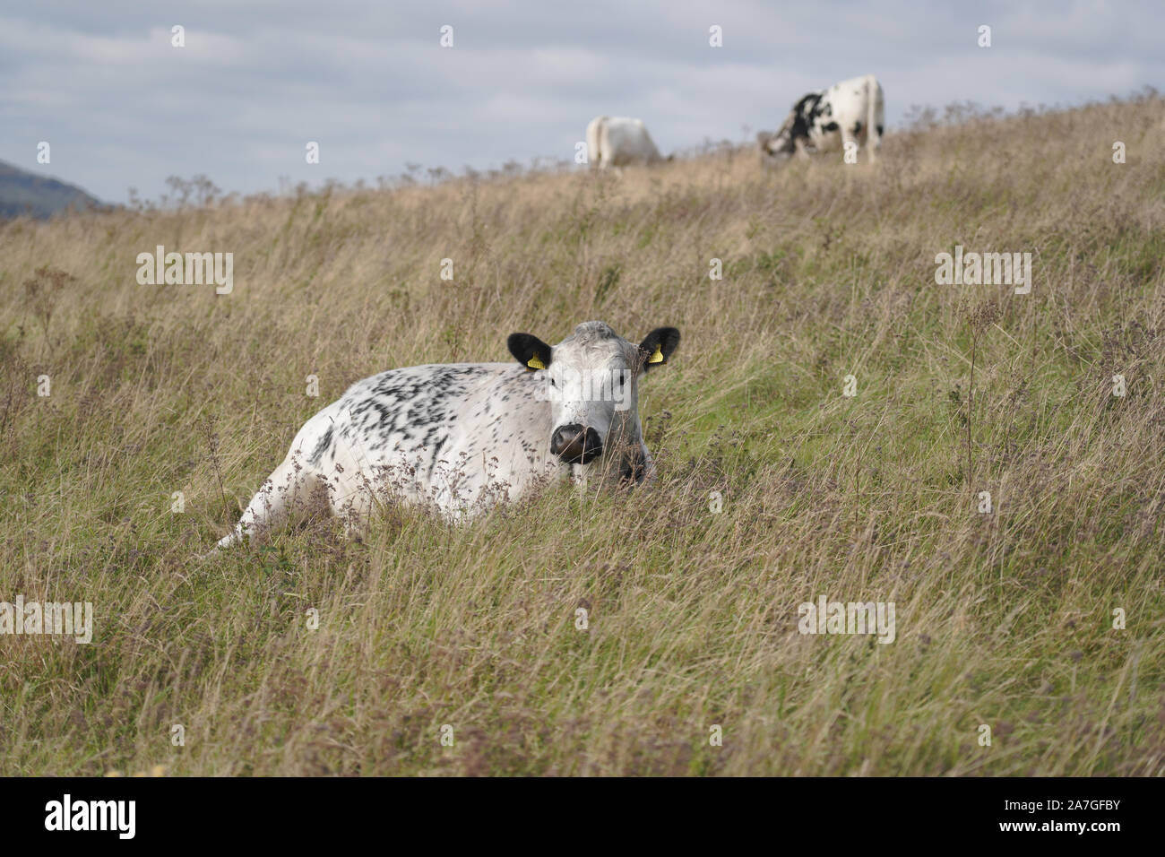 White cows in a field Stock Photo