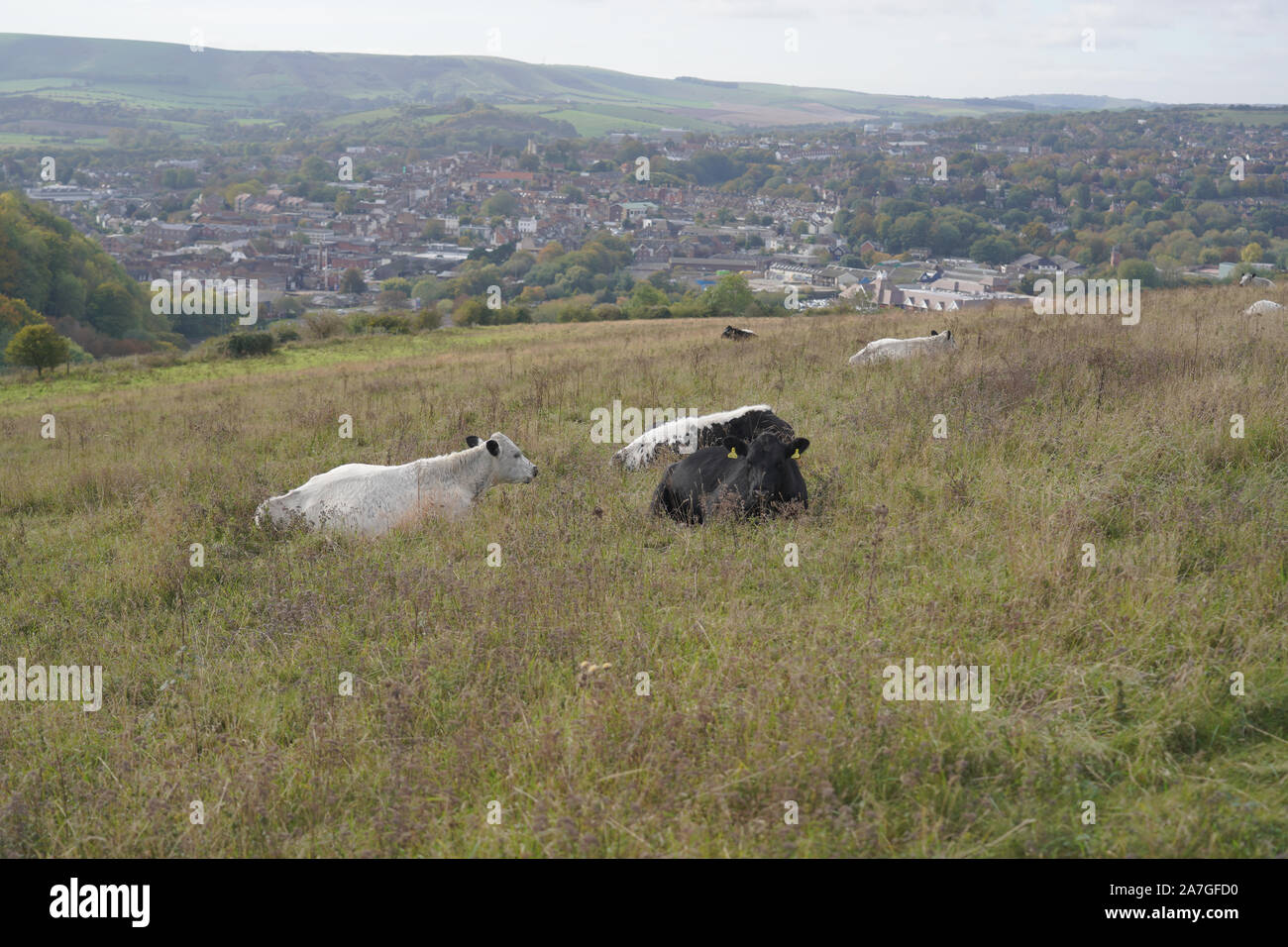 British white cows in hi-res stock photography and images - Alamy