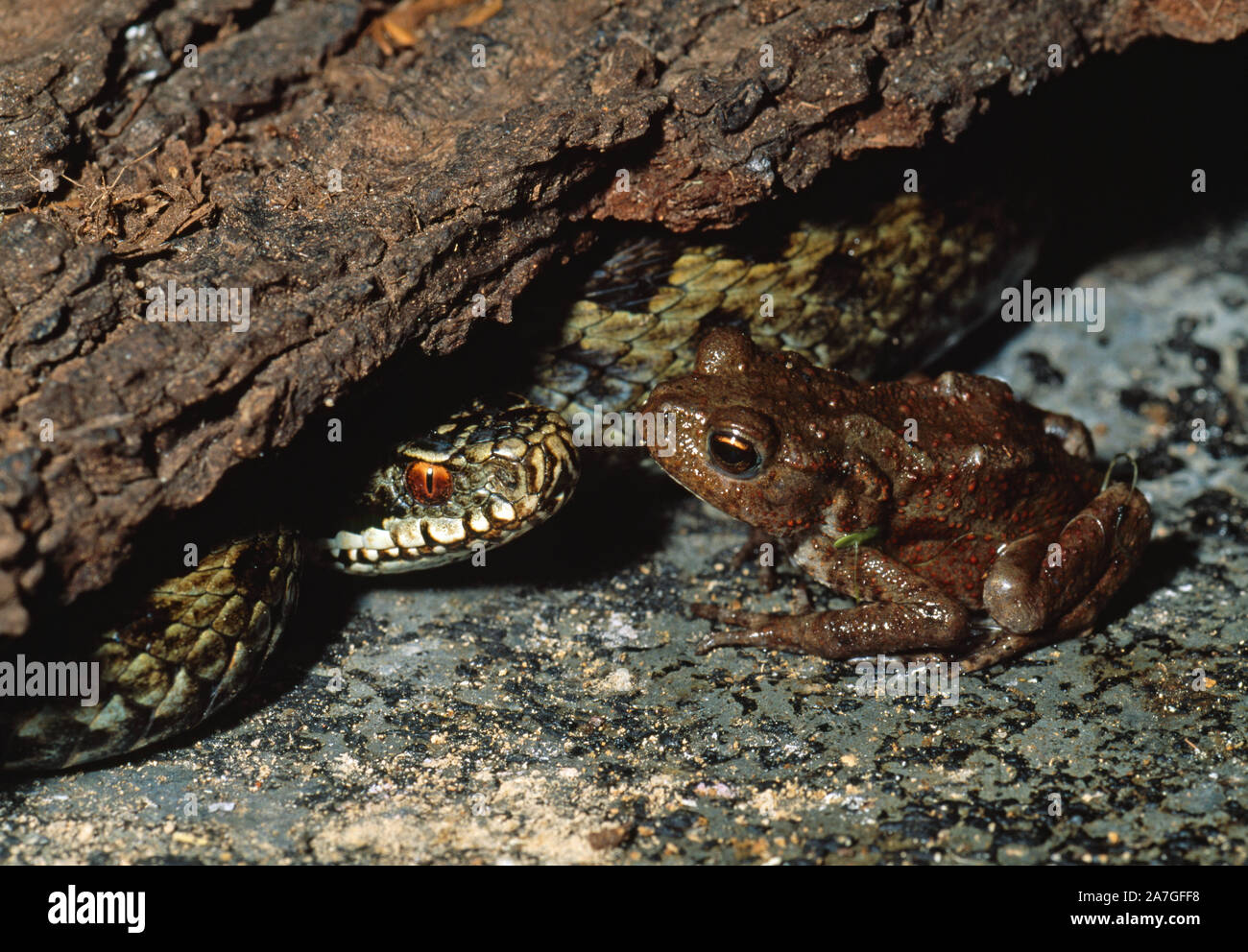 ADDER meeting Common Toad  Vipera berus berus & Bufo bufo below ground . Adders will eat toads despite skin toxin glands and warts. Stock Photo
