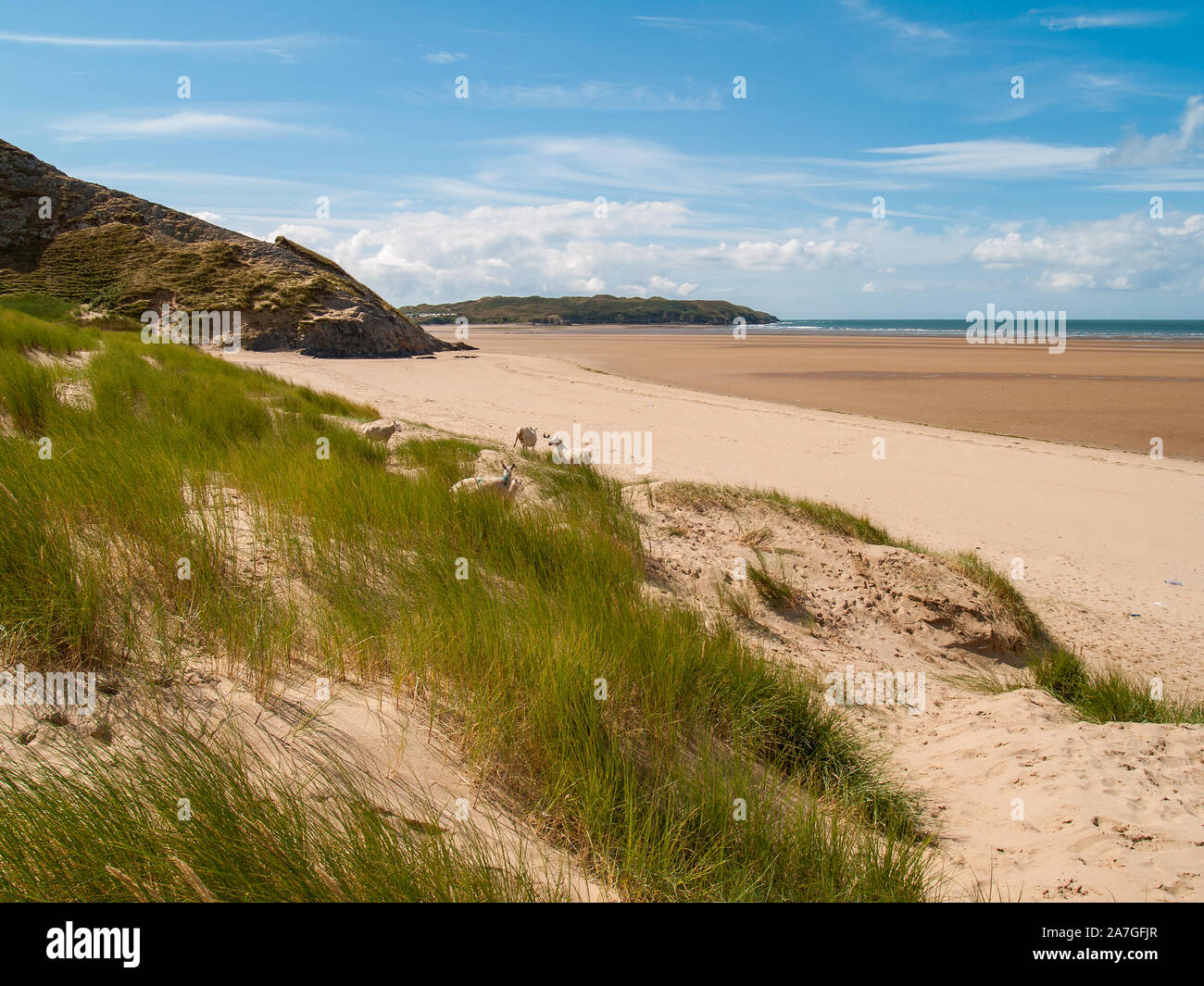 On Whiteford Sands looking Southwest towards Broughton Bay. A flock of sheep are grazing on the marram grass on the dunes. AONB. Llanmadoc, Gower Stock Photo