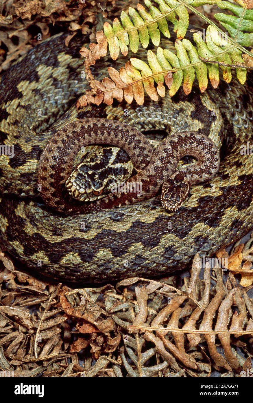 Young Newborn Baby Snake Snake Hi Res Stock Photography And Images Alamy