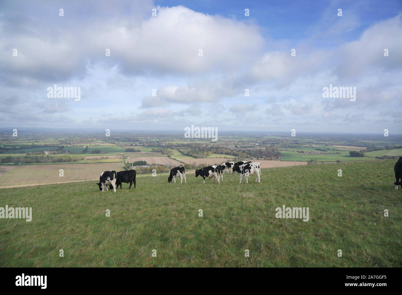 Black and white cows on a field Stock Photo - Alamy