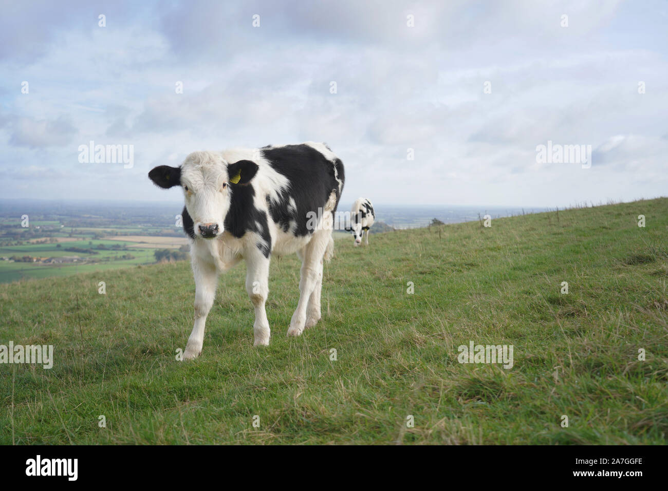 Black and white cows on a field Stock Photo - Alamy