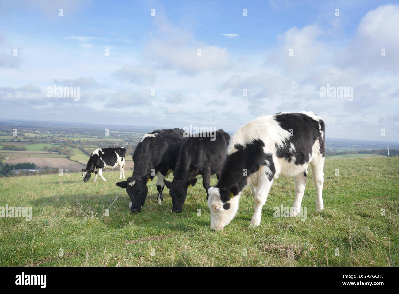 Black and white cows on a field Stock Photo - Alamy