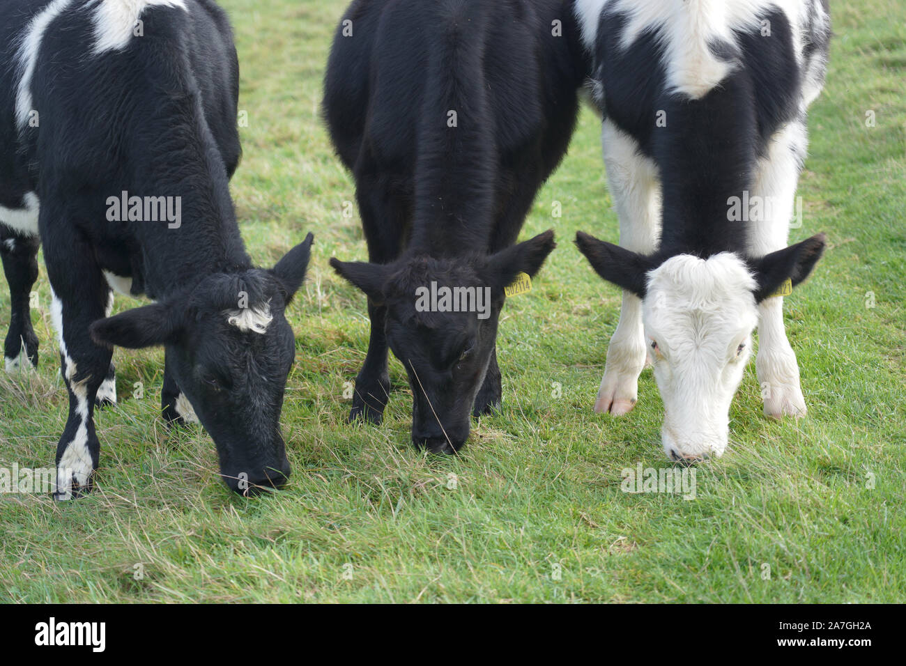 Black and white cows on a field Stock Photo - Alamy