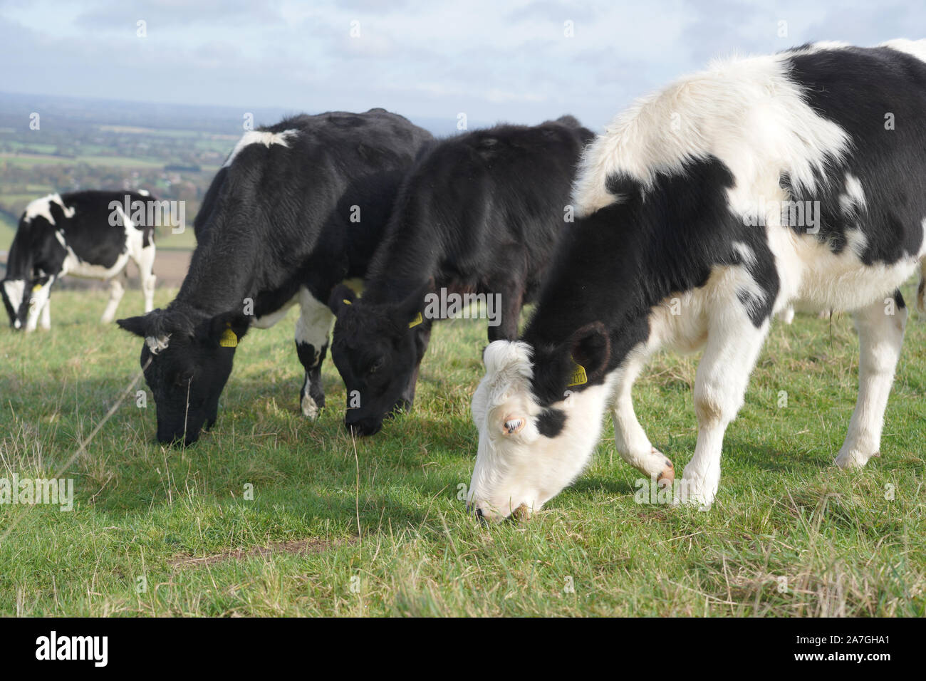 Black and white cows on a field Stock Photo - Alamy