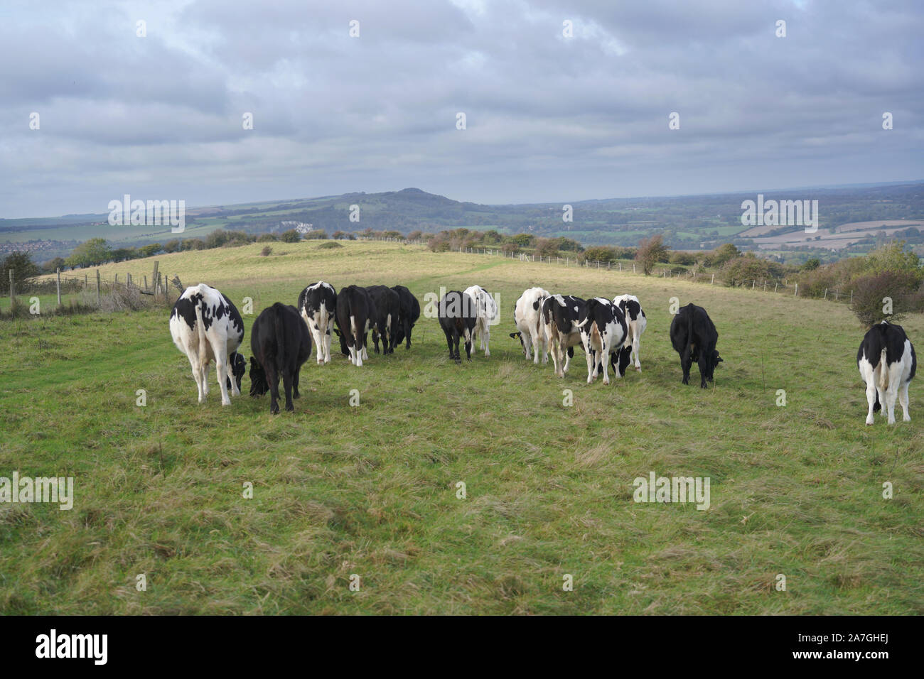 Black and white cows on a field Stock Photo