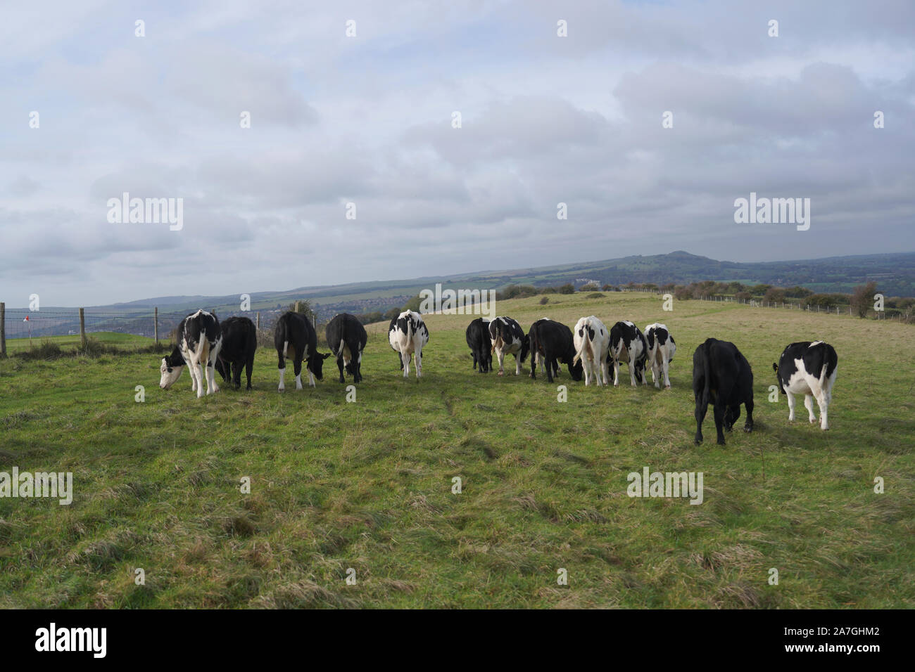 Black and white cows on a field Stock Photo - Alamy