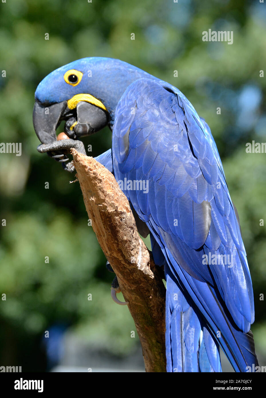 hyacinth macaw parrot at tropical birdland lindridge lane desford leicestershire uk stock photo alamy