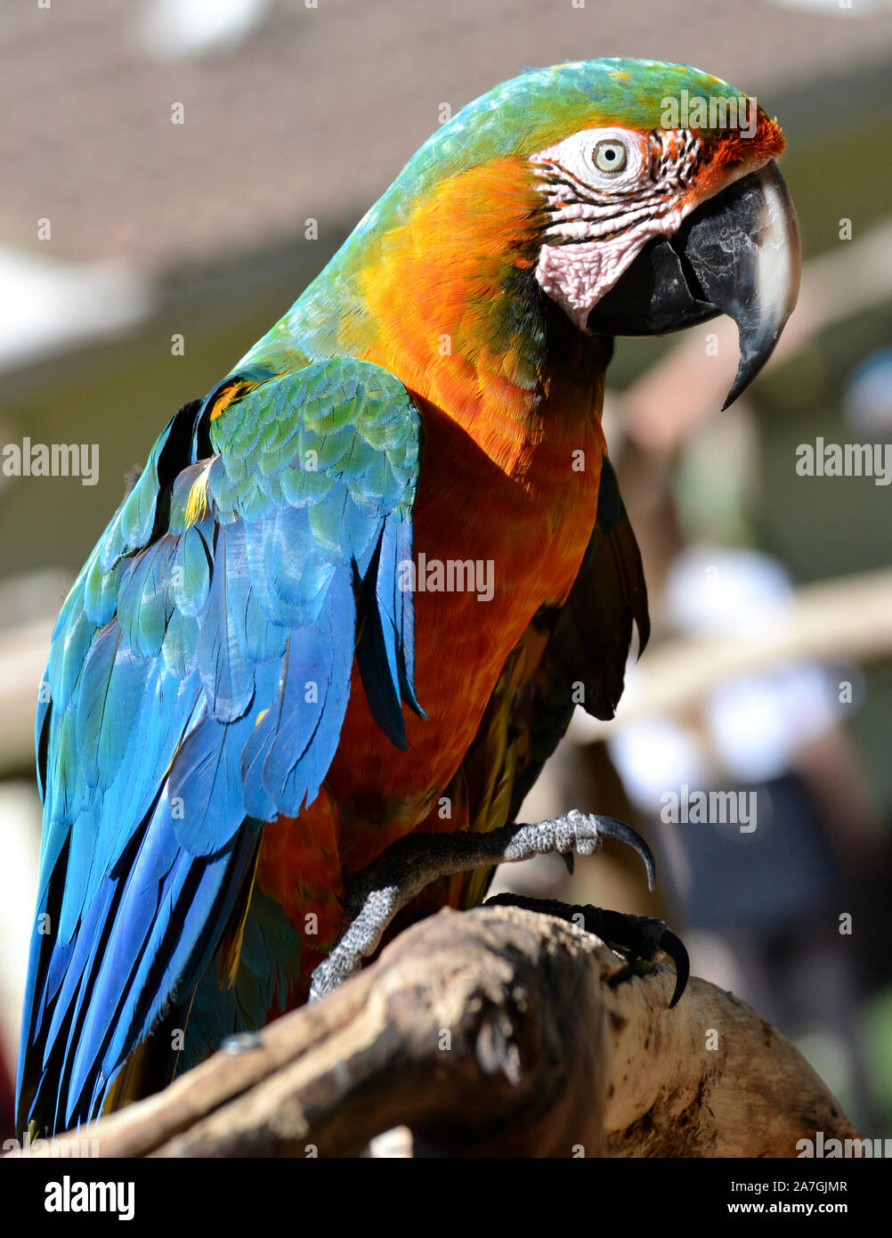 Hybrid Macaw, parrot, at Tropical Birdland, Lindridge Lane, Desford, Leicestershire, UK Stock Photo