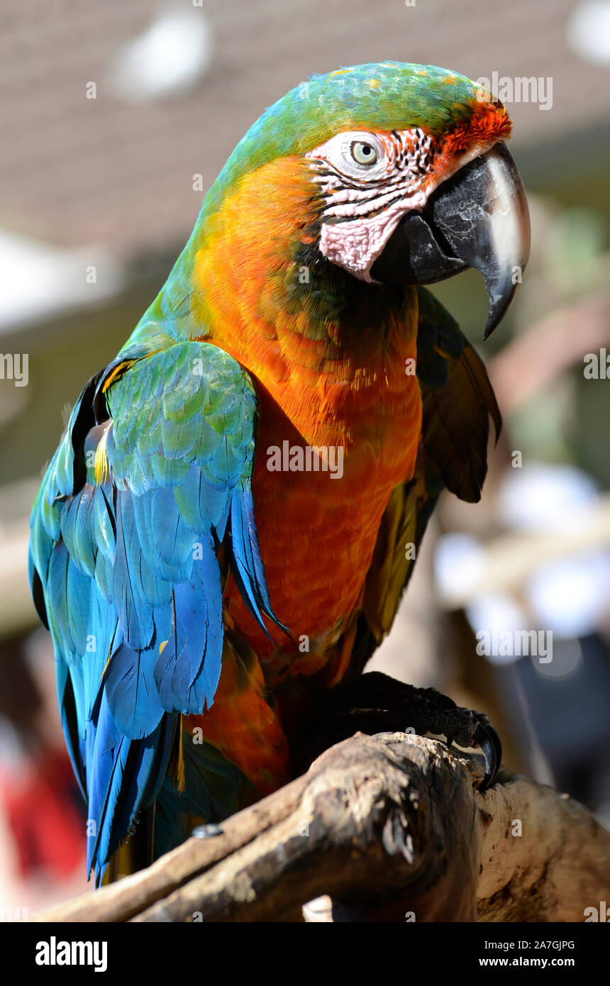 Hybrid Macaw, parrot, at Tropical Birdland, Lindridge Lane, Desford, Leicestershire, UK Stock Photo