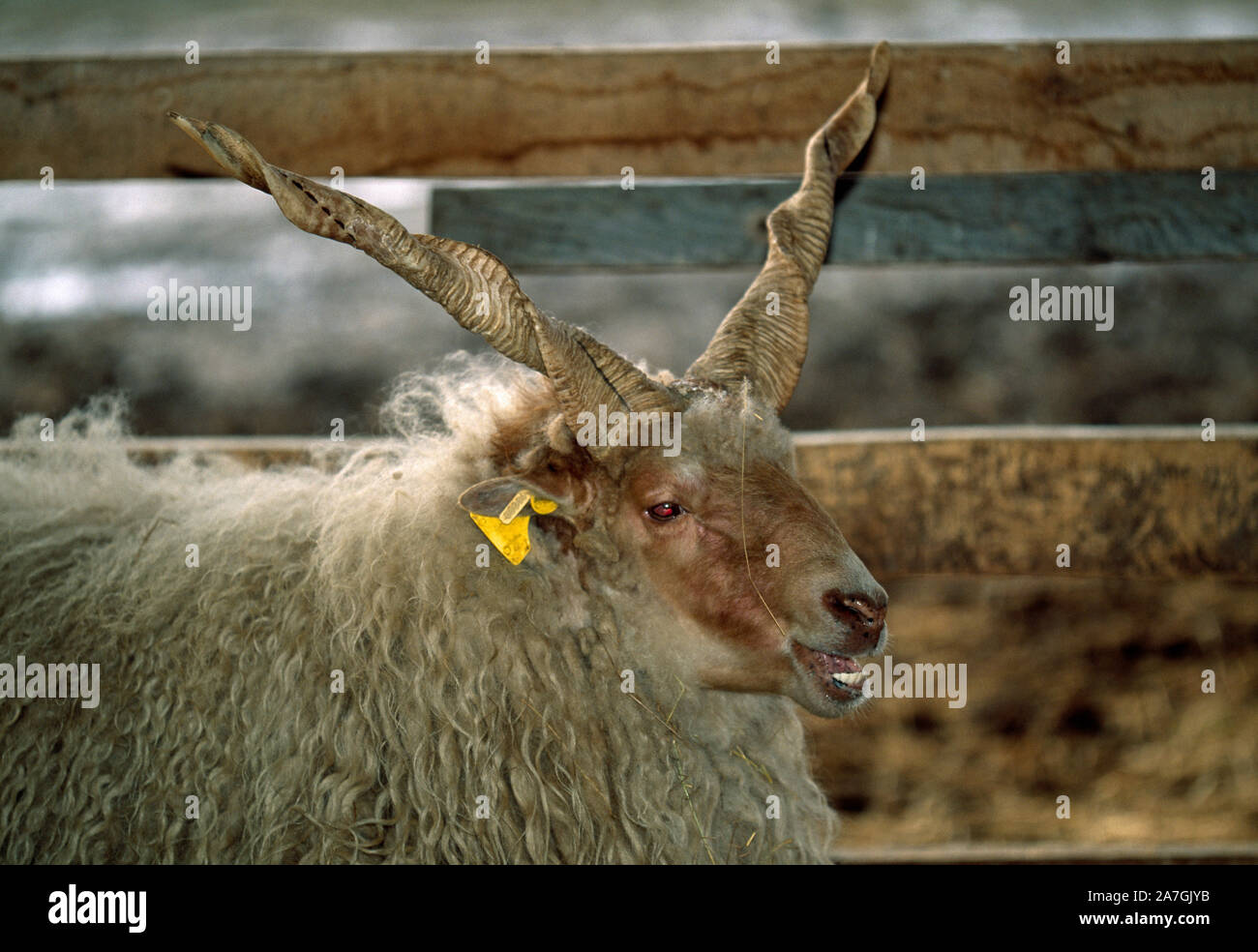 RACKA SHEEP (domestic breed)  with typical spiral horns. Hortobagy National Park, Hungary Stock Photo