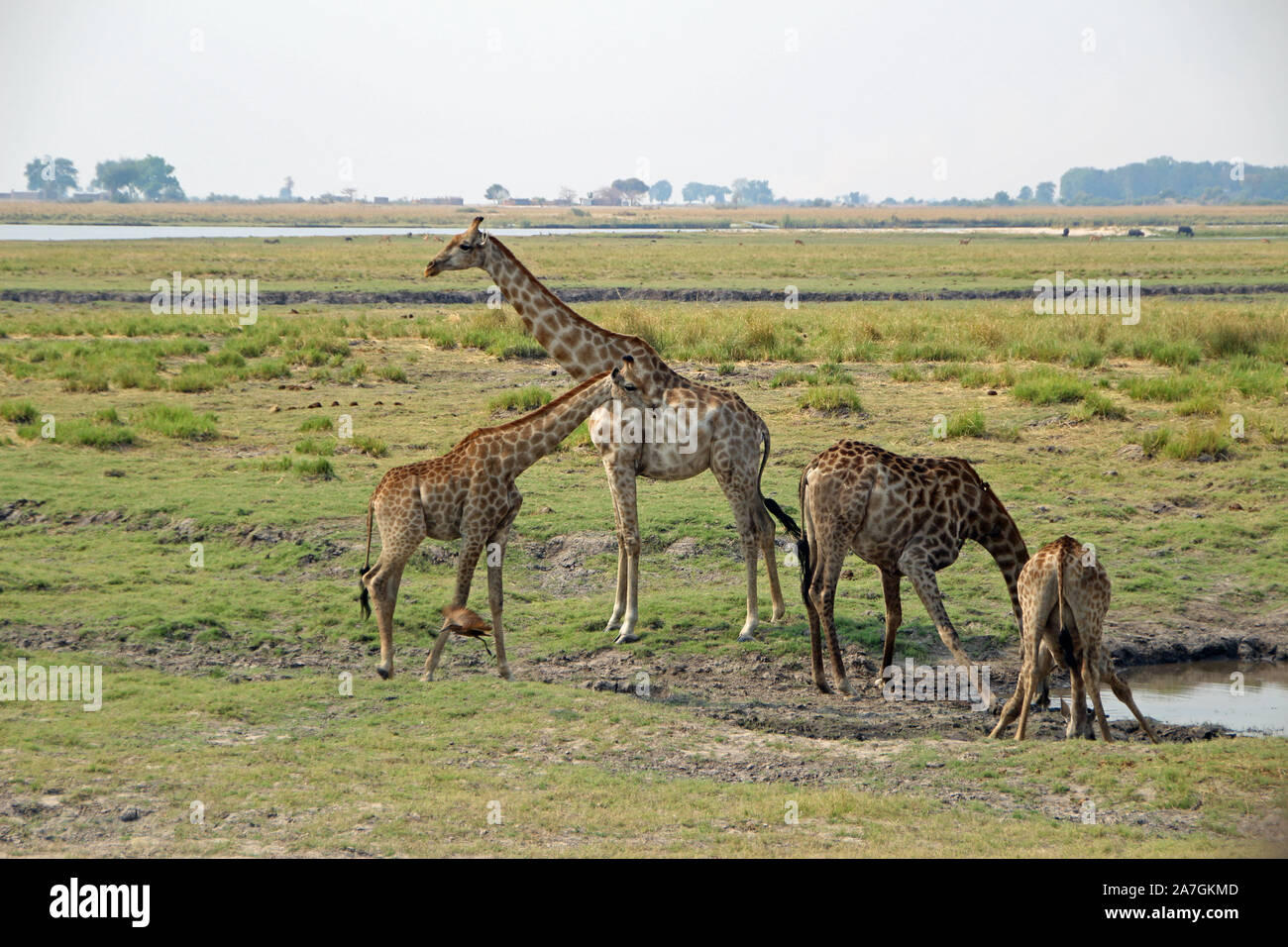 Giraffes at the waterhole in Botswana Chobe NP Stock Photo