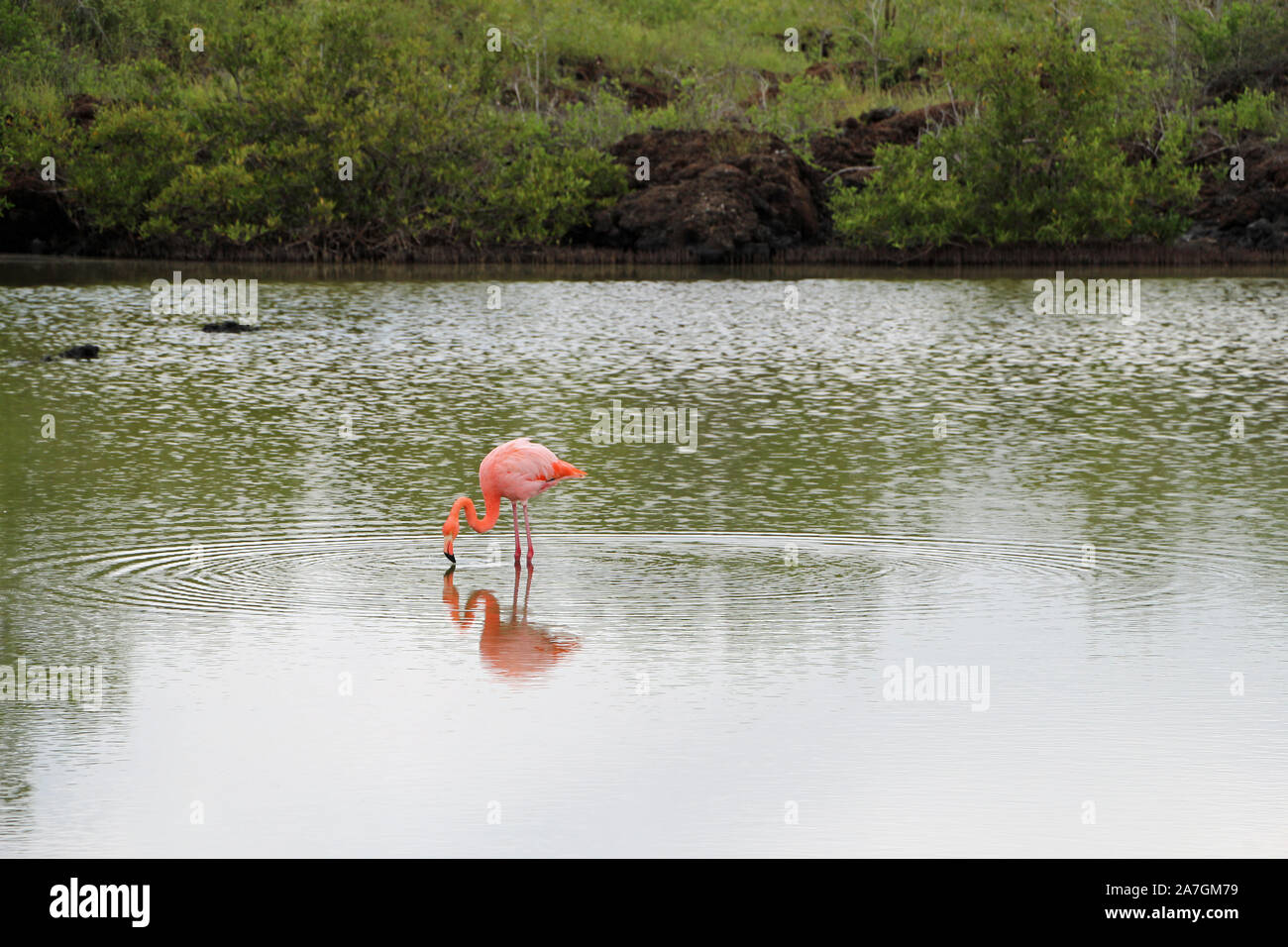 A pink flamingo stands in the water on the galapagos islands Stock Photo