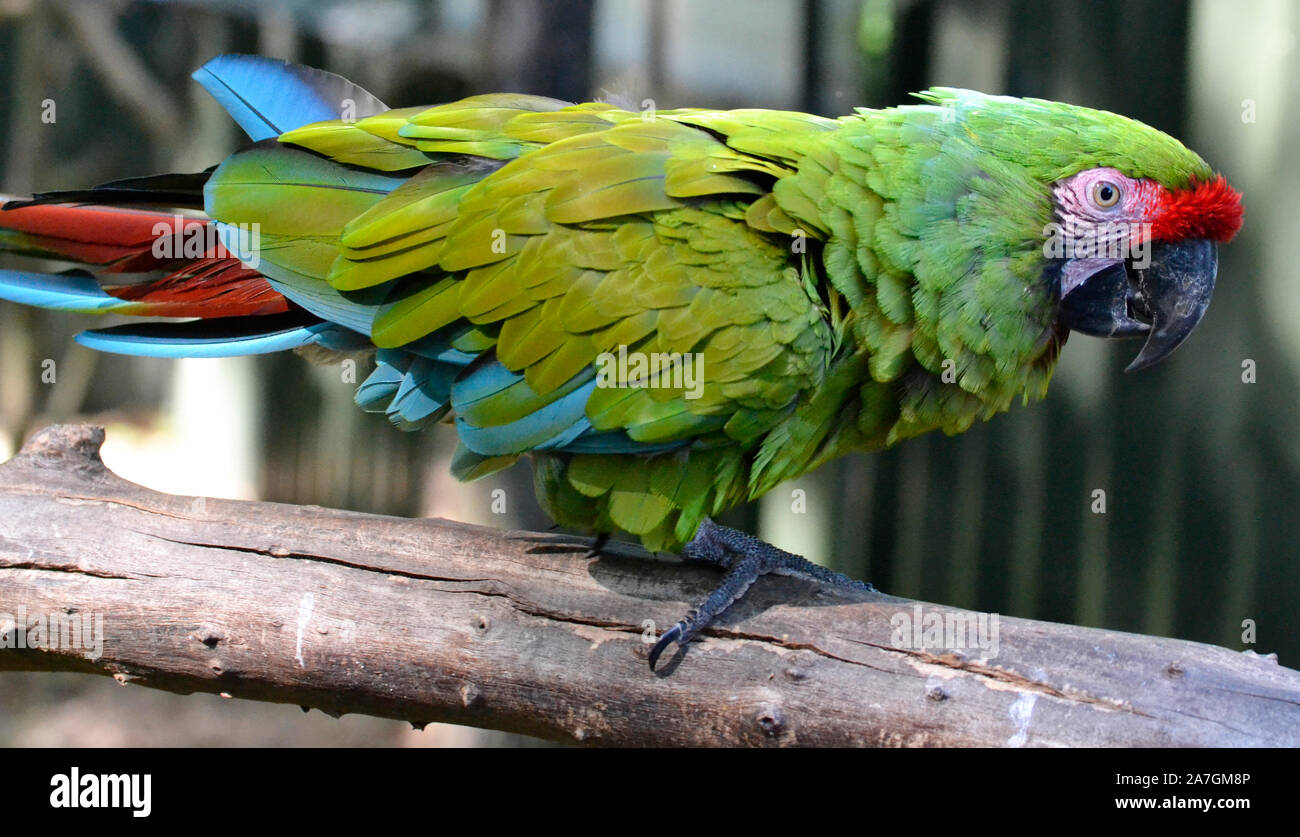 desford high resolution stock photography and images alamy
