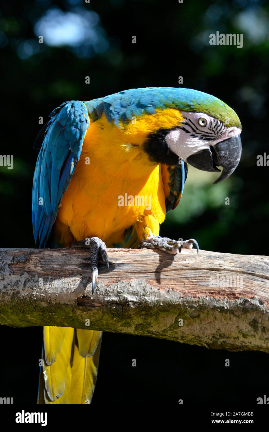 birdland high resolution stock photography and images alamy