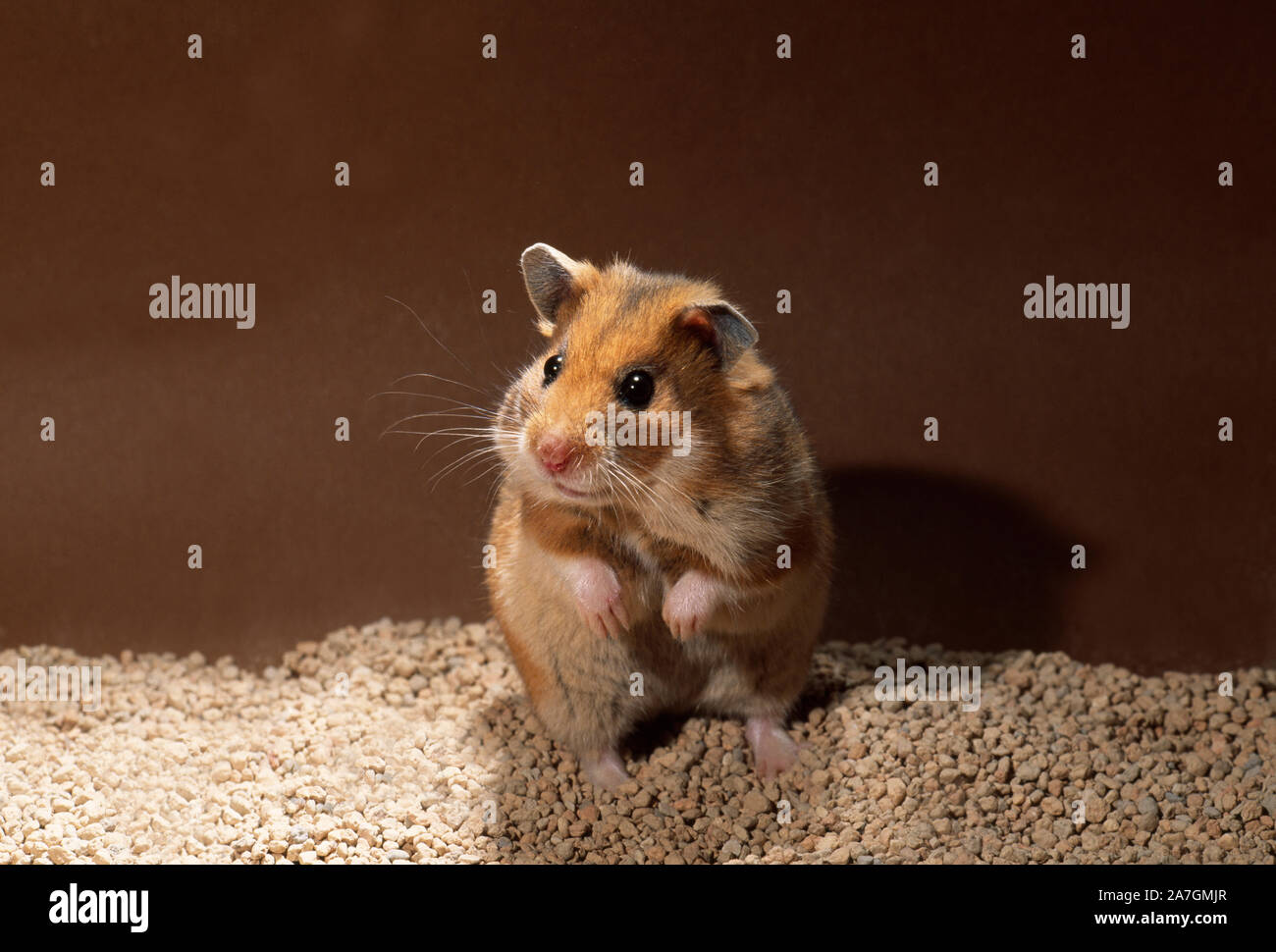 wild syrian hamster