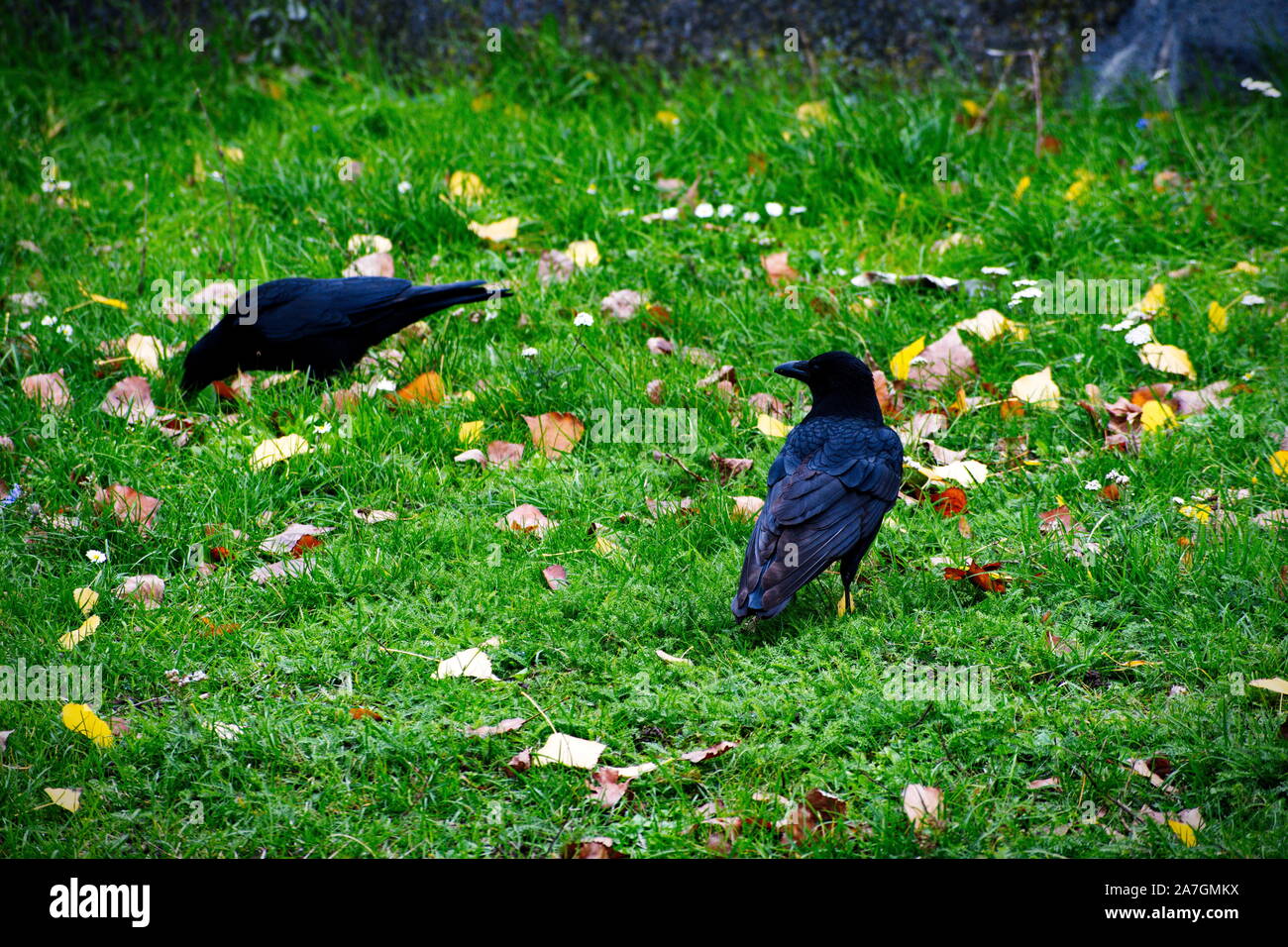 Two Crows Sitting On The Grass Stock Photo Alamy