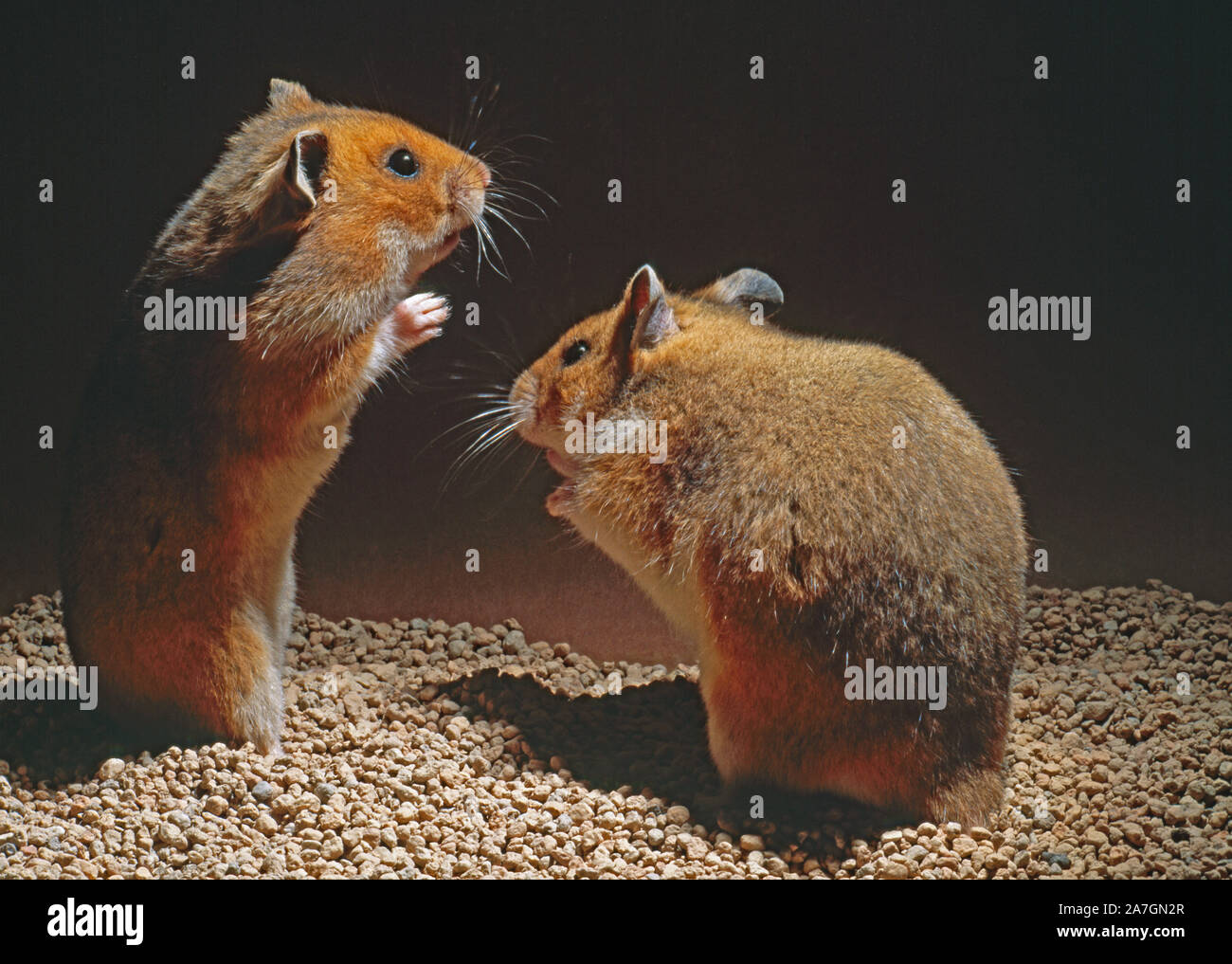 GOLDEN or SYRIAN HAMSTER pair (Mesocricetus auratus).  Wild colour form Male (right) showing 'timorous' interest in female (left). Courtship of a kind. Stock Photo