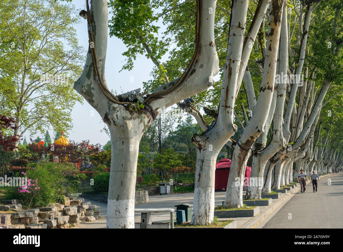 London plane trees (Platanus x acerifolia) on Huan Isle by Xuanwu Lake, Nanjing, Jiangsu Province, China Stock Photo