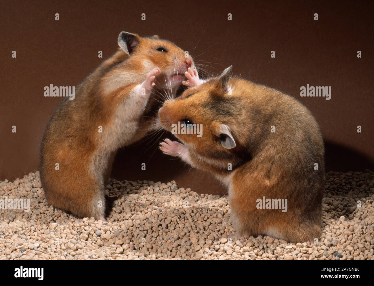 Male hamster syrian sales