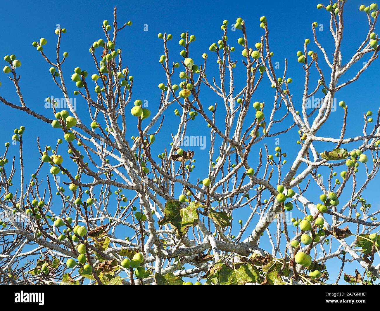 South africa fig tree fruit hi-res stock photography and images - Alamy