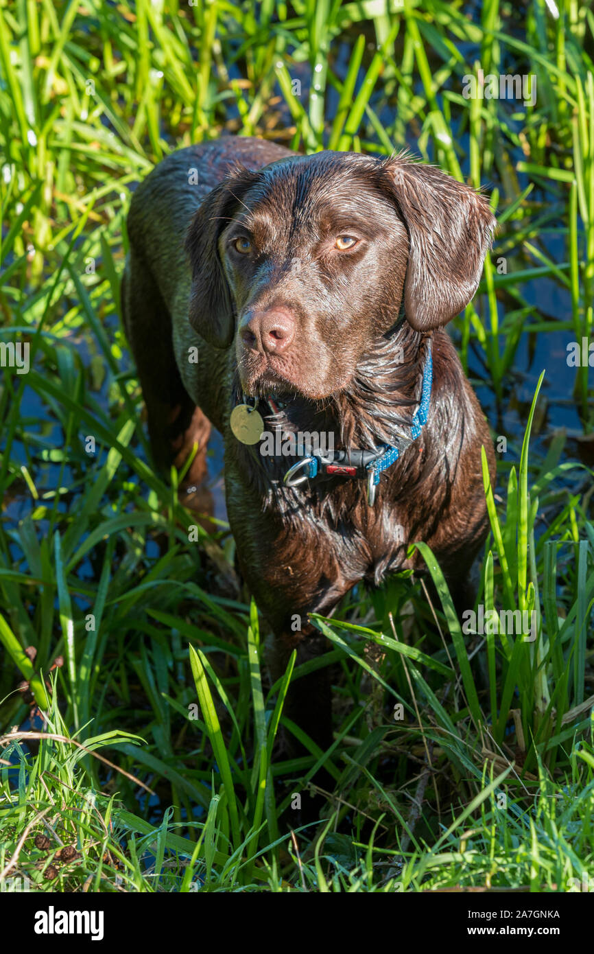 Labrador Springer Spaniel Cross Breed Stock Photos Labrador