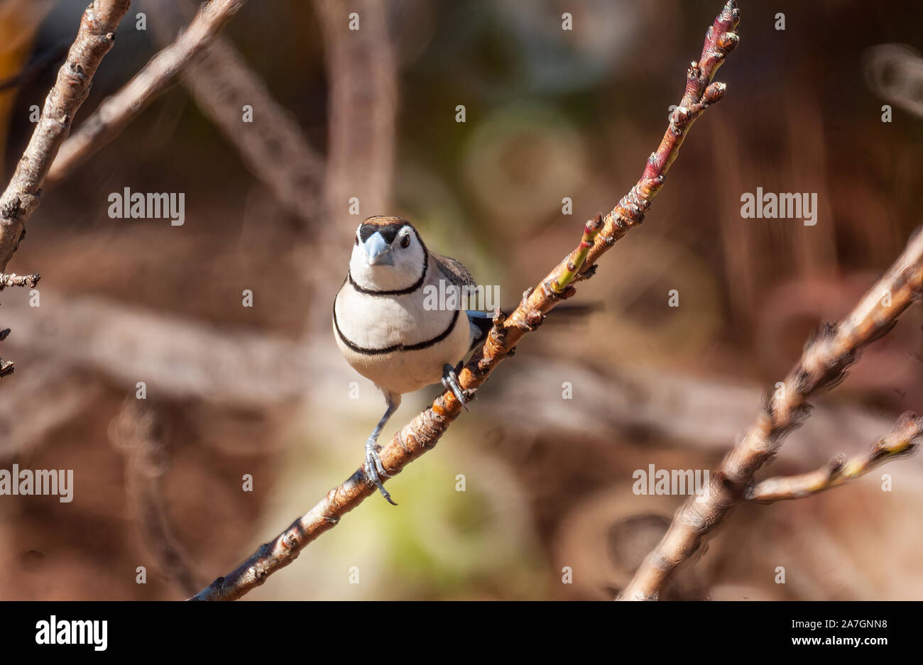A Double-barred Finch perched on a twig in a garden setting Stock Photo