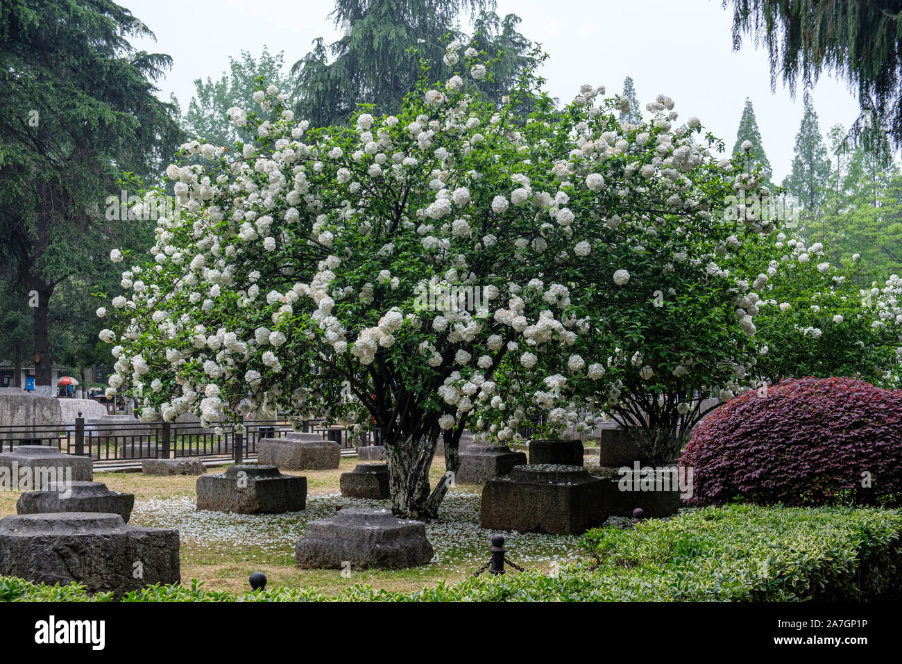 Chinese Snowball Viburnum shrubs in flower in spring in Wuchaomen Park, Xuanwu District of Nanjing, Jiangsu Province, China Stock Photo