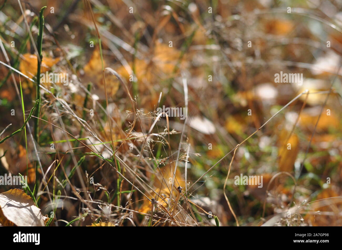 Autumn in the forest. Yellow leaves on autumn grass in the sun. October ...