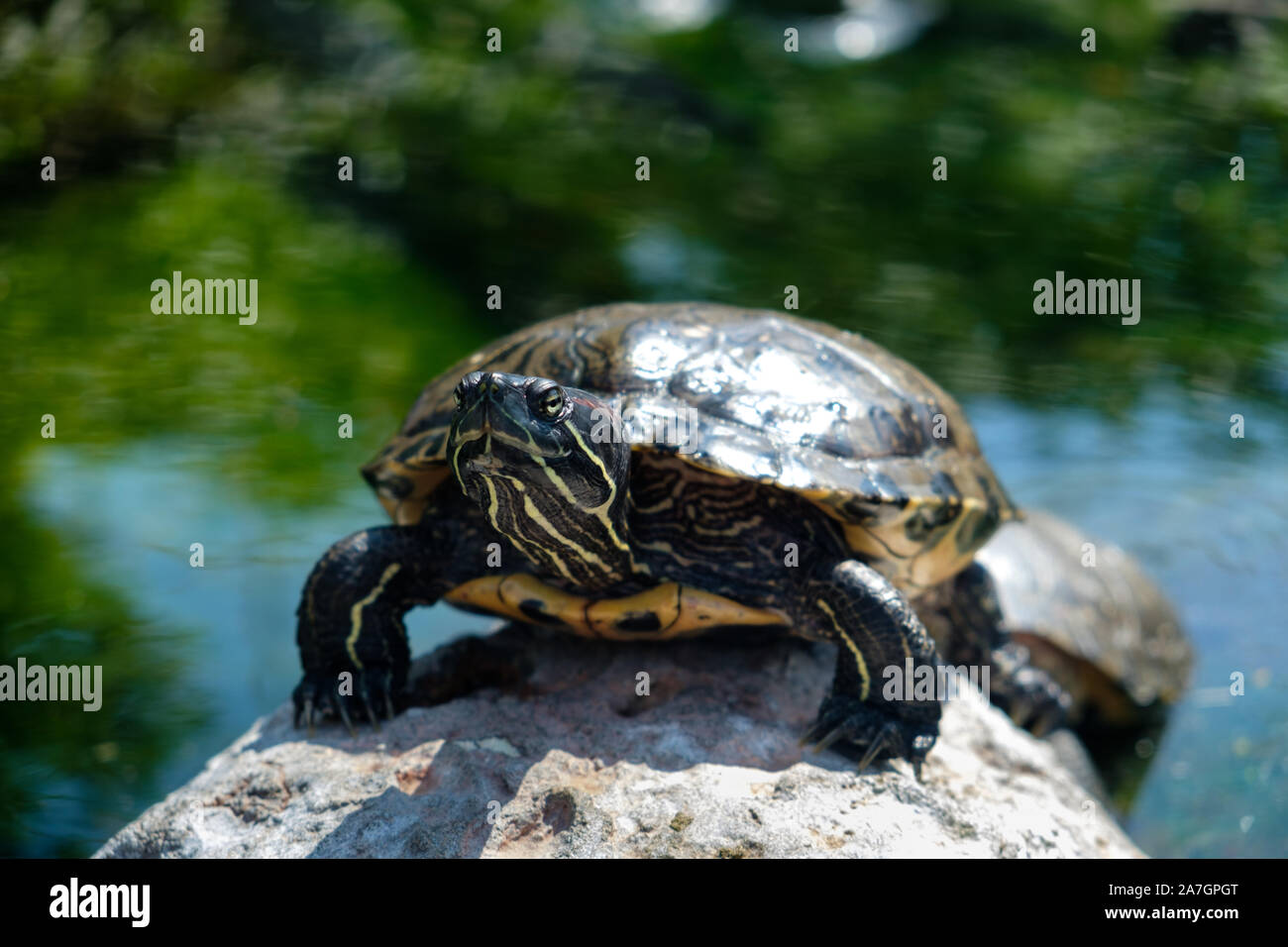Turtle in Wetlands Aviary at Oceanographic aquarium at the City of Arts  and Sciences in Valencia, Spain Stock Photo