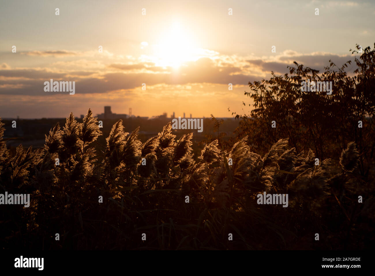 Tall Grass in the Park backlit on a sunny autumn afternoon or evening. Stock Photo