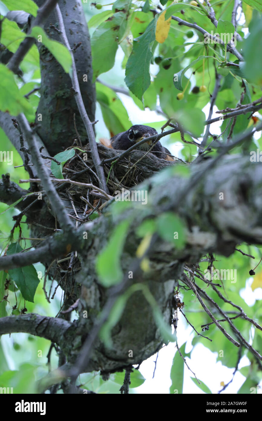 Robin sitting on eggs Stock Photo