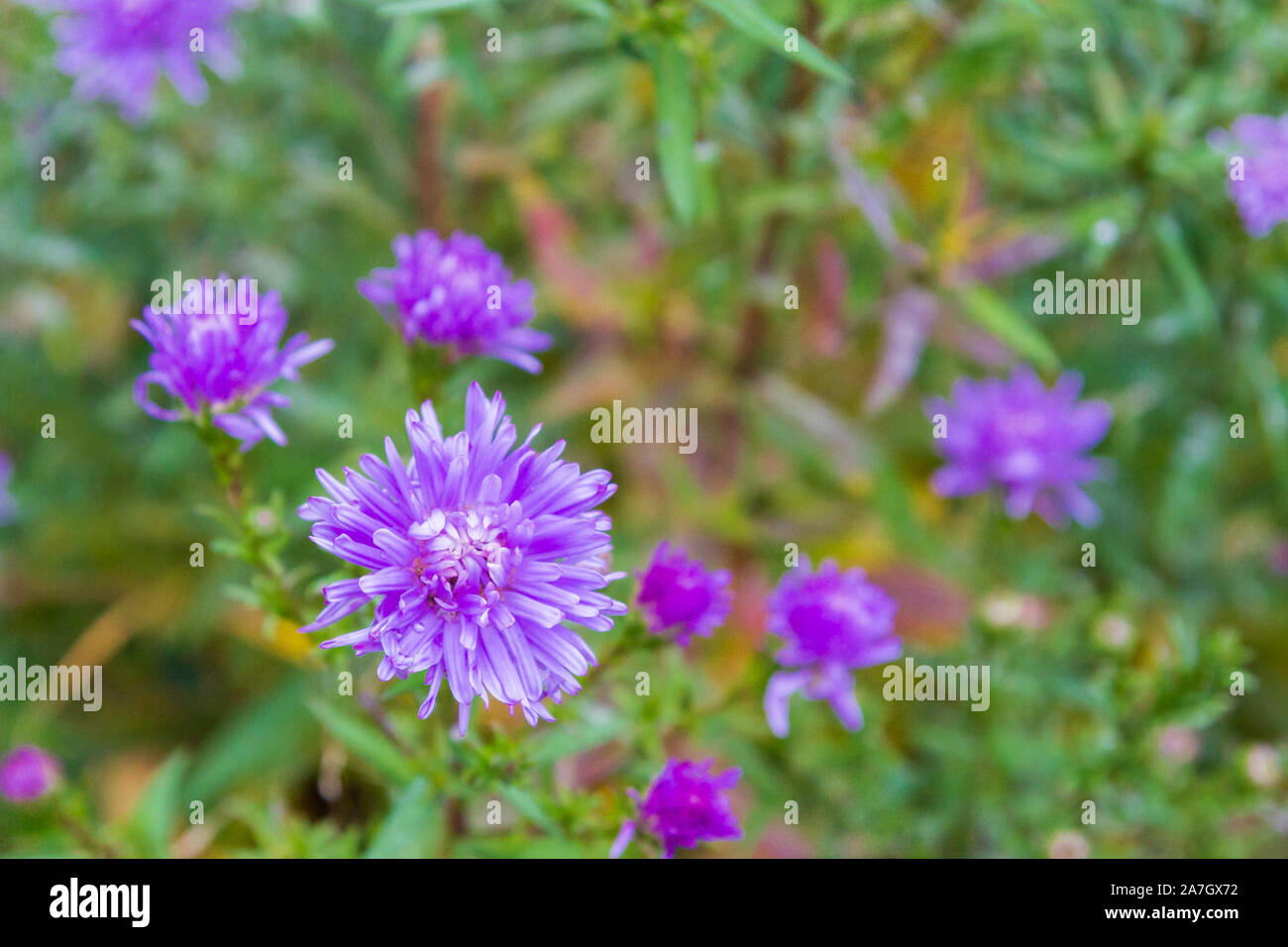 Garden bright beautiful purple flowers grow in autumn Stock Photo - Alamy