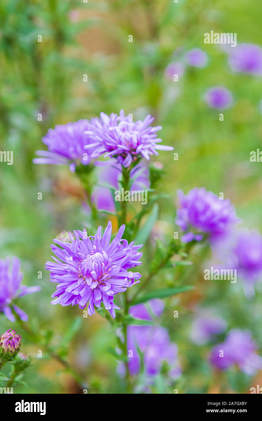 Garden bright beautiful purple flowers grow in autumn Stock Photo - Alamy
