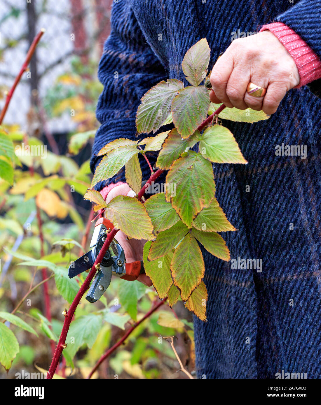 Gardener using a garden pruner cuts and rejuvenates a raspberry bush in an autumn garden for a good harvest next year, image vertical with copy space. Stock Photo