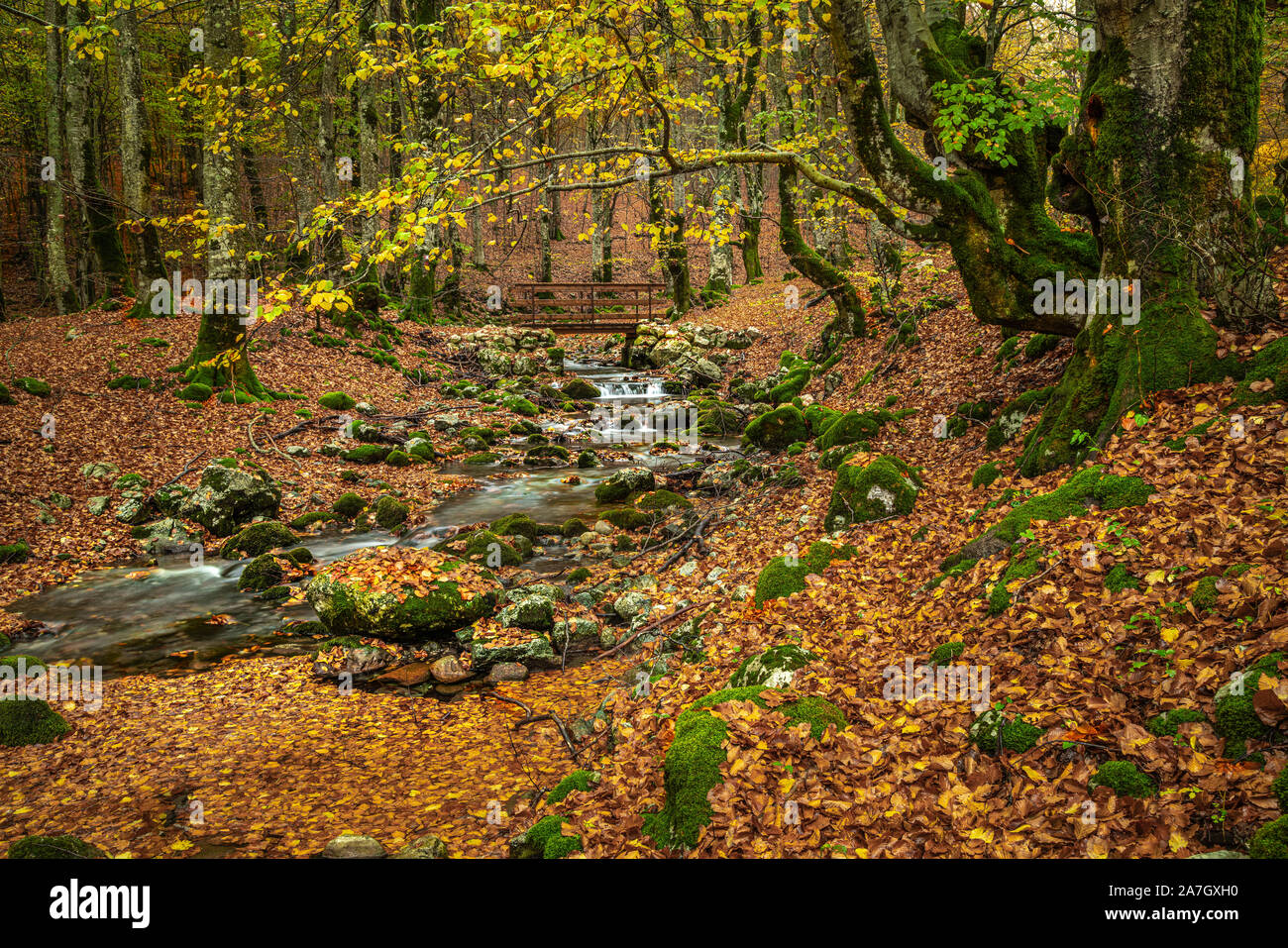 rainy day in the autumn forest.  Abruzzo Lazio and Molise national Park, Italy, Europe Stock Photo