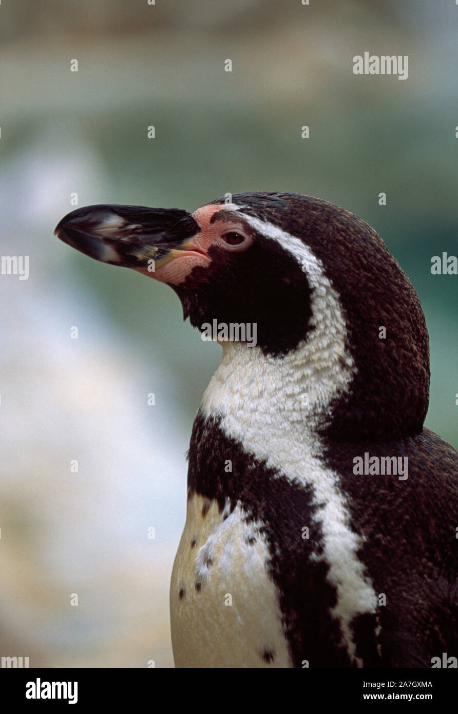 Animal skin markings hi-res stock photography and images - Alamy