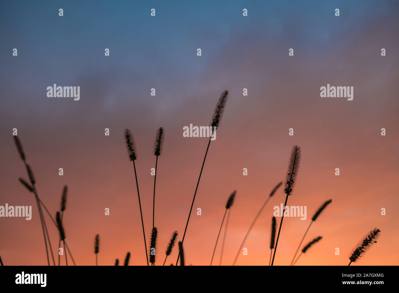 Wild grass spikes at dusk with colorful burning sky in the background. End of the summer, changing weather conceptual background Stock Photo