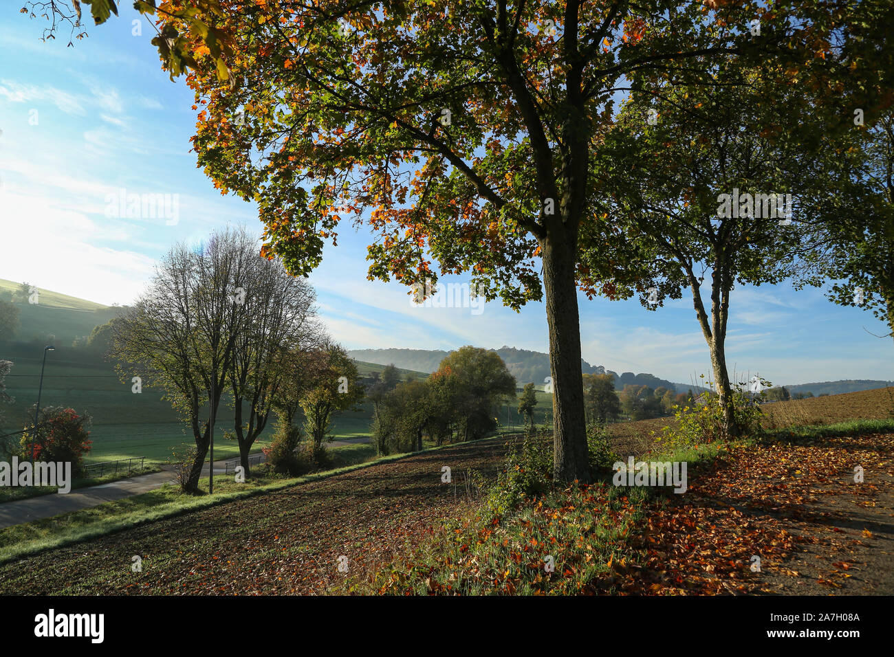 Beautiful Autumn landscape with trees and leafy Stock Photo - Alamy