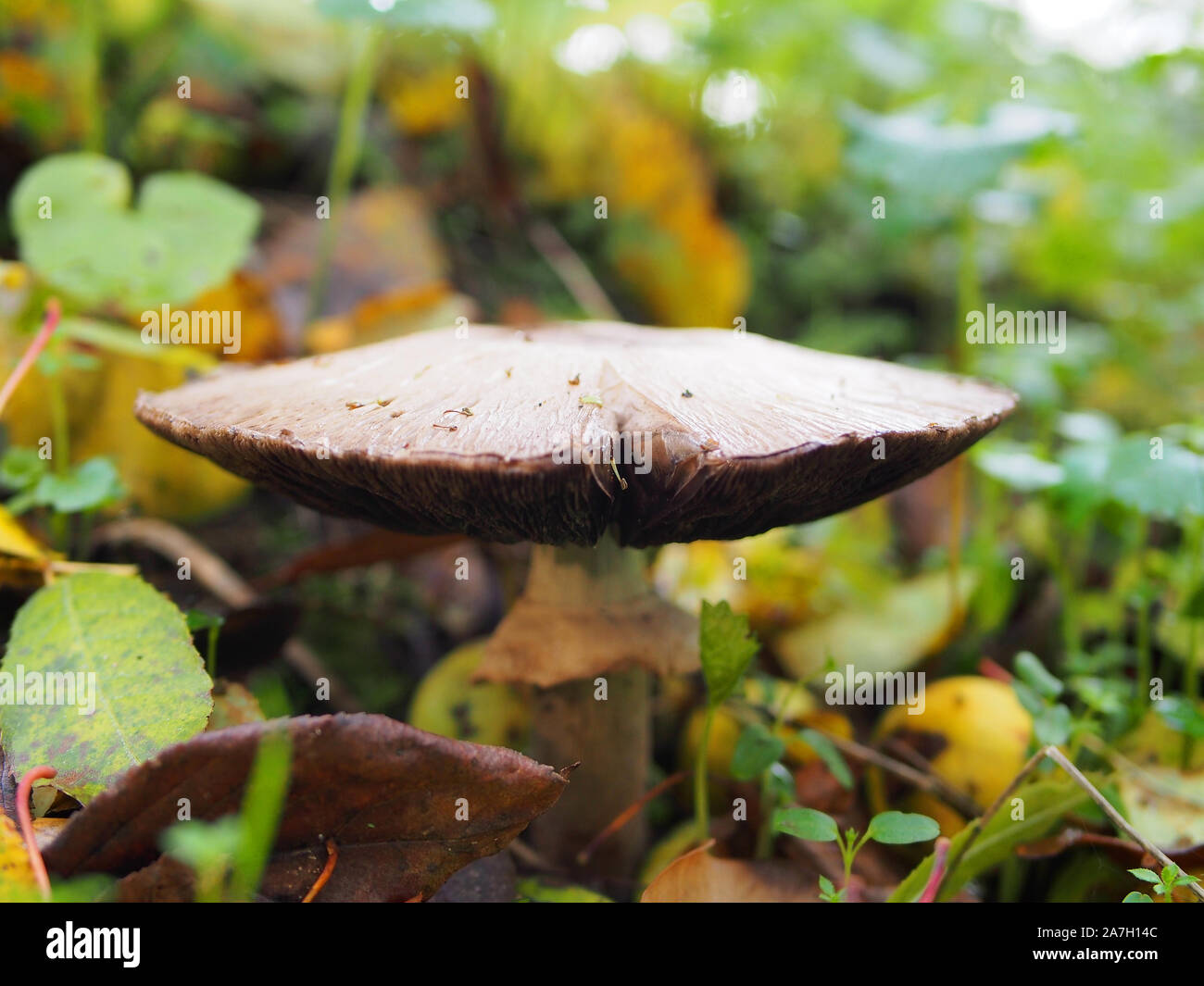 Horse Mushroom, Agaricus arvensis, growing in woodland, autumn, UK Stock Photo