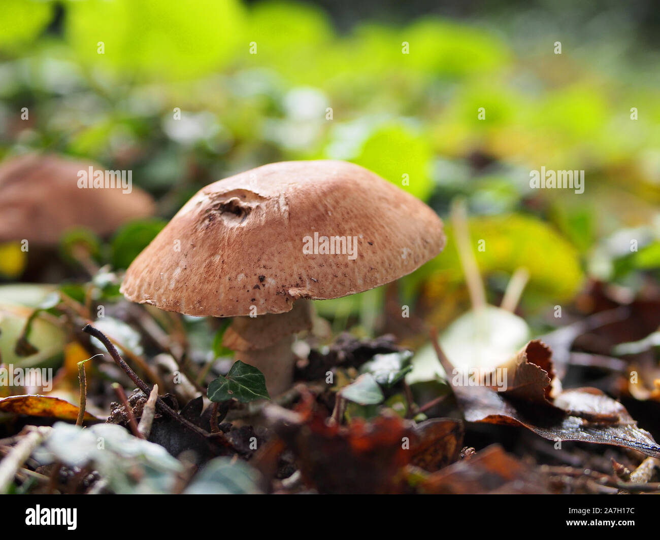 The Princess Mushroom (Agaricus lanipes), growing in woodland, Northamptonshire, UK Stock Photo