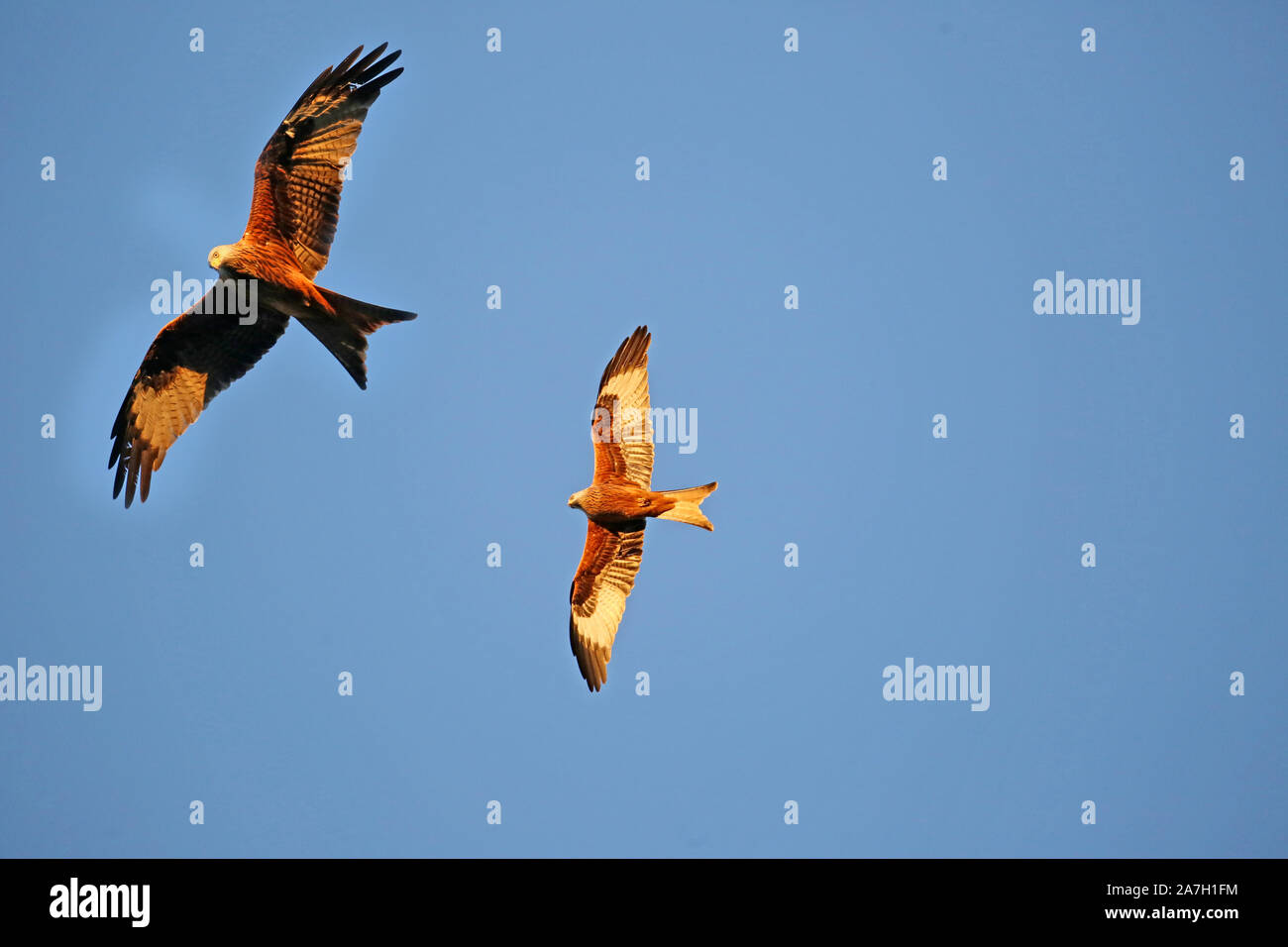 Red Kites in flight Stock Photo Alamy