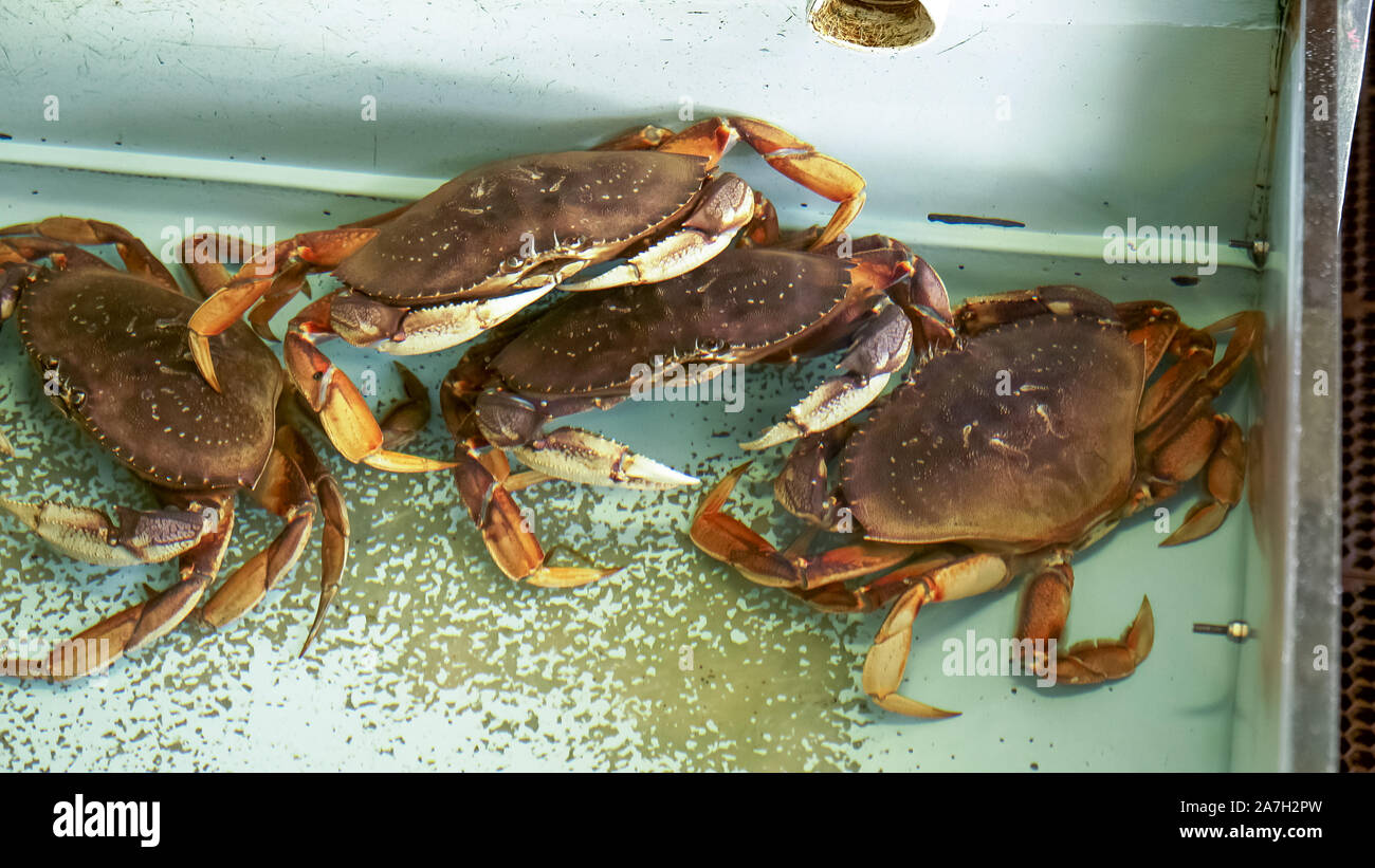 several live dungeness crab in a tank at fisherman's wharf, san francisco Stock Photo