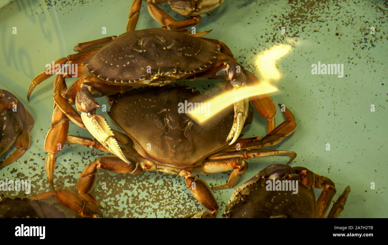 a close up of live dungeness crab in a tank at fisherman's wharf in san francisco Stock Photo