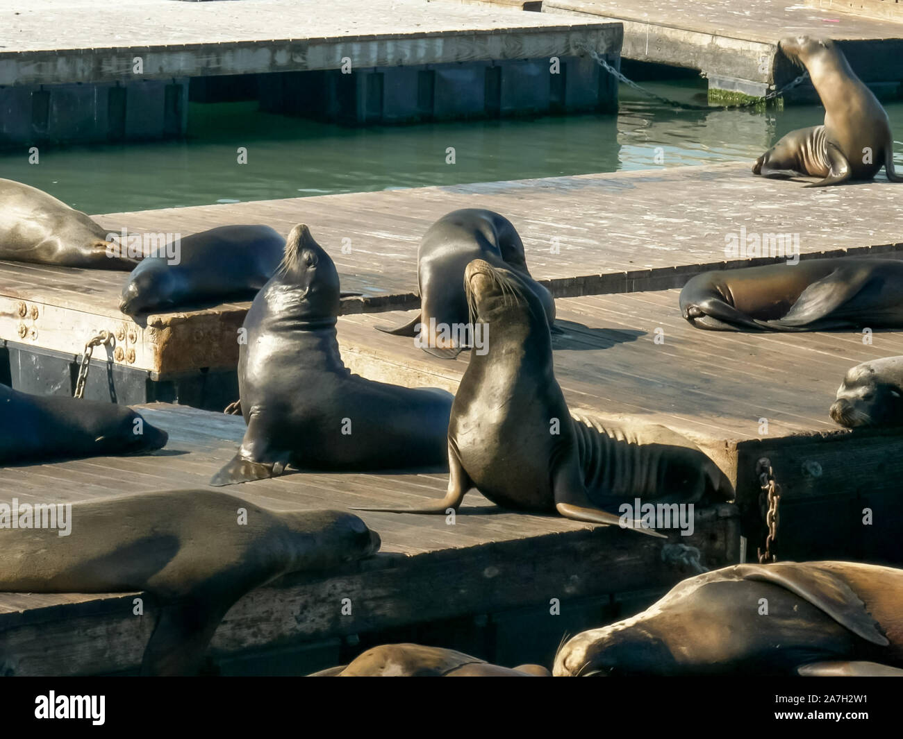 california sea lion posturing on floating pontoons at pier 39 in san francisco Stock Photo