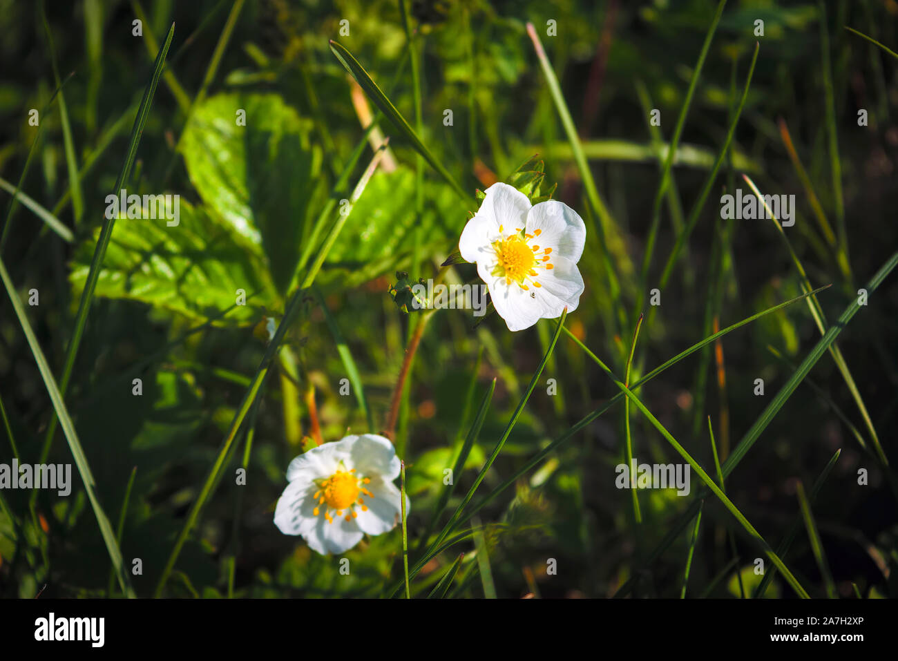 Beautiful blooming bush of white strawberry flowers Stock Photo - Alamy