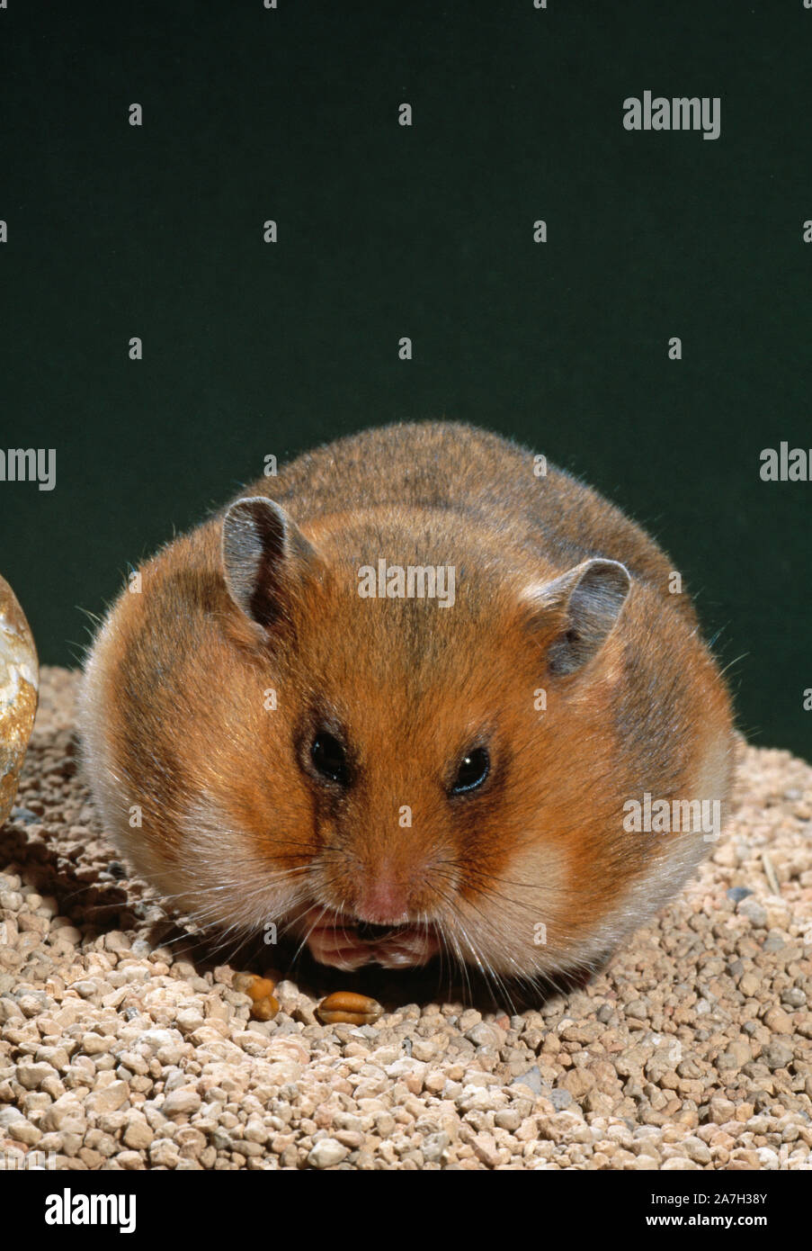 Syrian Hamster Animal Facts  Mesocricetus auratus - A-Z Animals