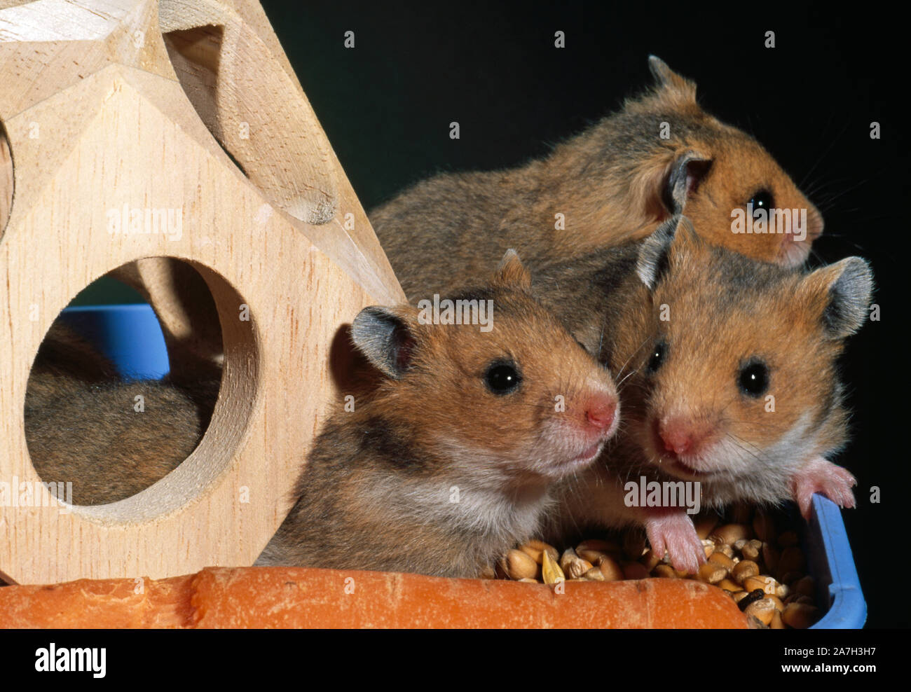 GOLDEN or SYRIAN HAMSTER young (Mesocricetus auratus). Three weeks old